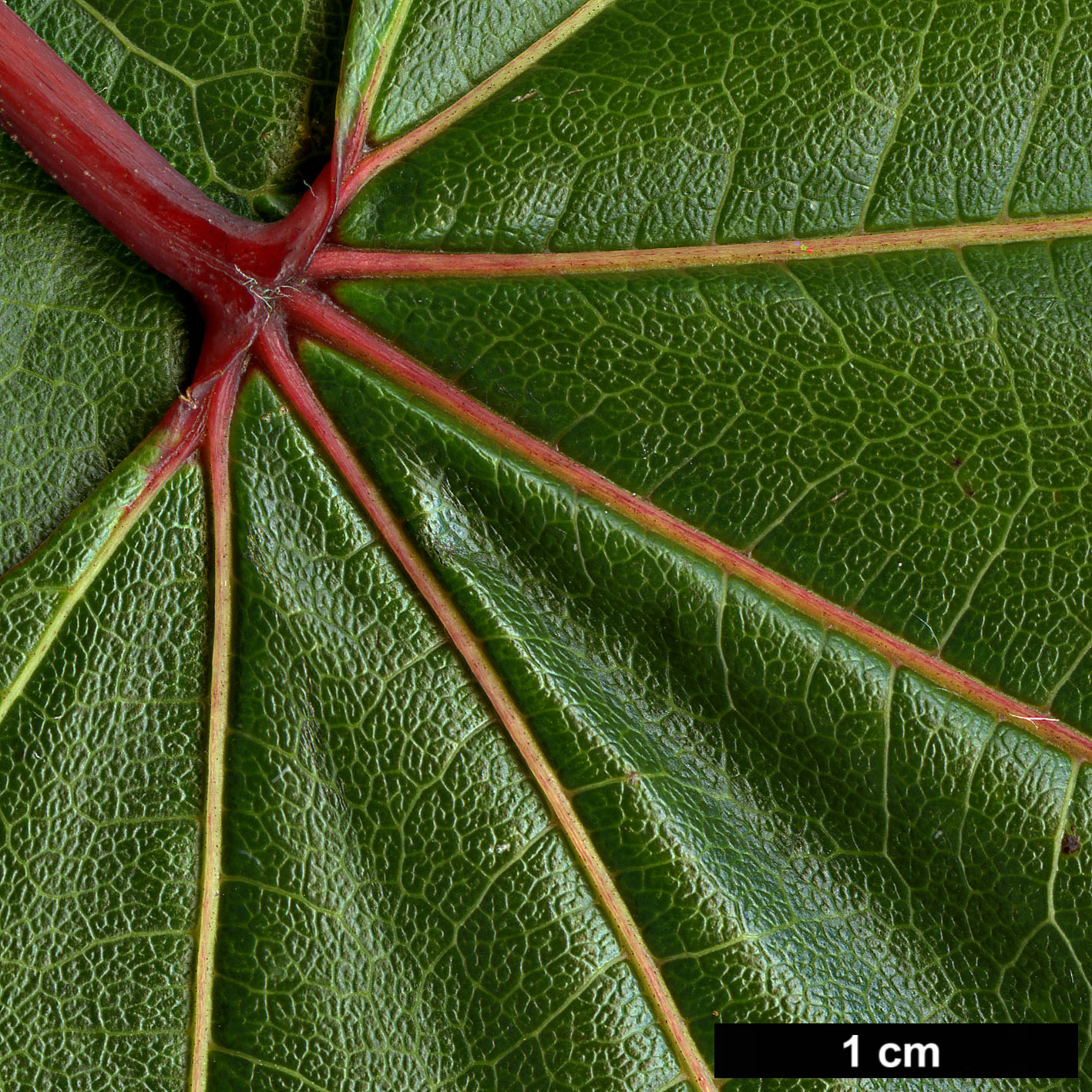 High resolution image: Family: Sapindaceae - Genus: Acer - Taxon: campbellii - SpeciesSub: subsp. campbellii